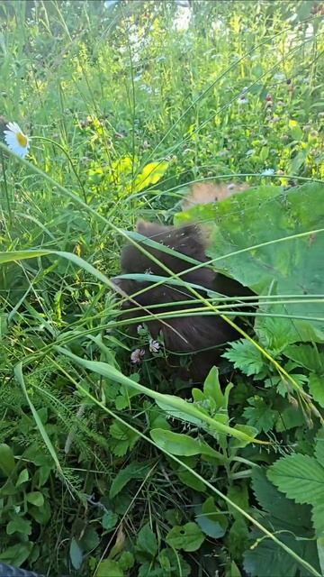 Коричневый шпиц #собака #шпиц #животные #шпицы