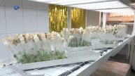 Учителя из районов Карелии побывали на экскурсии по лаборатории агротехнологий «Вилга»