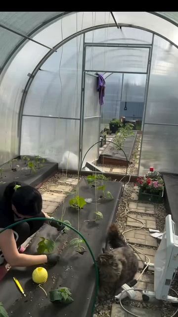 Автор видео: anna_garden_life