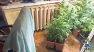 В Таганроге полицейские выявили факт хранения и культивации наркосодержащих растений