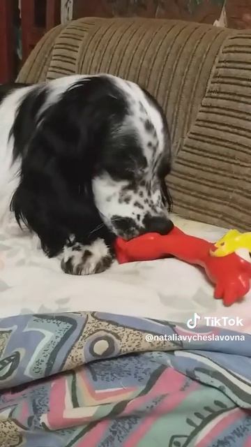 Современные собаки...)))