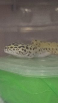 Тихий час у рептилий. 10 декабря 2025 г.