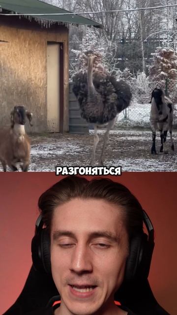 ФАКТЫ О СТРАУСЕ