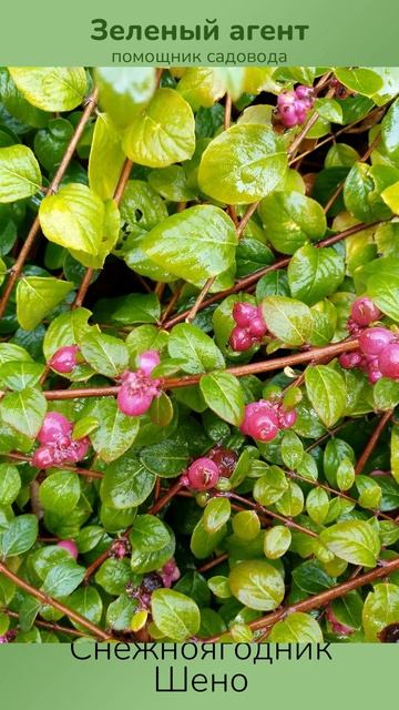 Снежноягодник Шено - Зеленый Агент