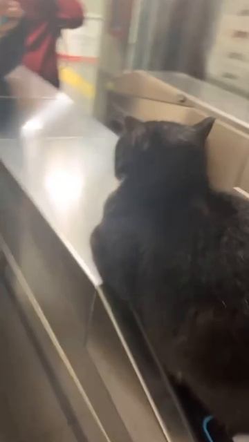 Пикнул жопу