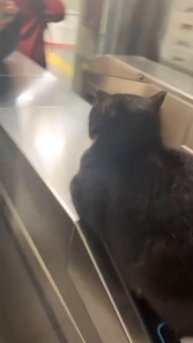 Пикнул жопу