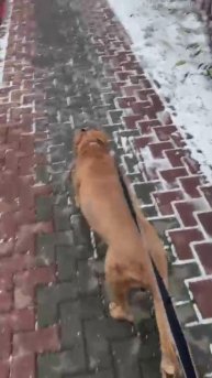 Камрад # Шереметьевский приют # собаки в дар