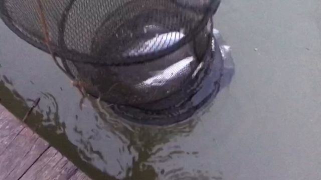 хороший утренний клёв