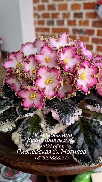 🐇🍒🍒РС-Небылица более года в нашем фонде, но так и не показался Вам. Чудесный сорт