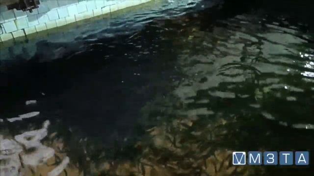 Результат первых опытно-промышленных кормлений рыбы капсулированными пробиотиками