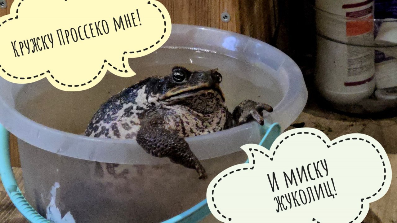 Жаба Брунгильда наводит суету и живёт свою лучшую жизнь