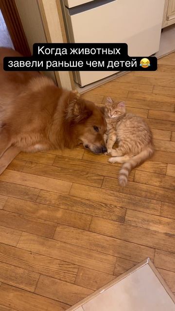 Папина с мамой жизнь