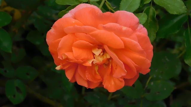 ВИДЕО ПВН ББ (685)