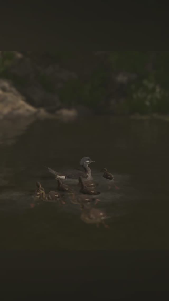 Утка-мандаринка с утятами