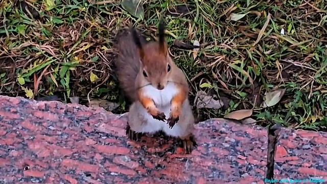 Общительные белочки вам для прекрасного настроения! 💖💖💖