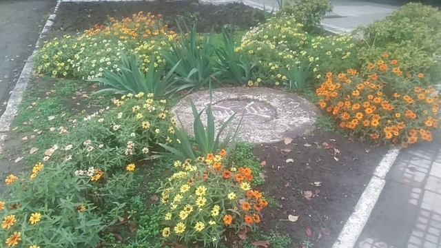 Клумба с цветами в декабре