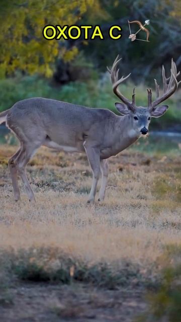Охота с 🏹🦌