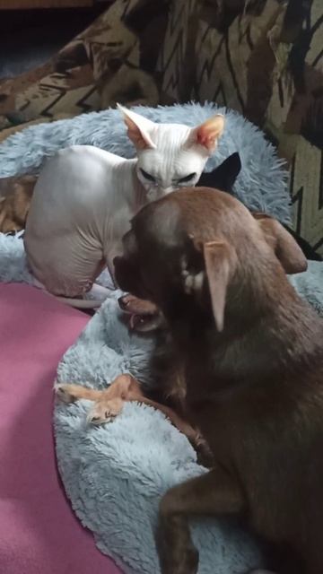 Кошка Зина и собаки... 5 декабря 2025 г.