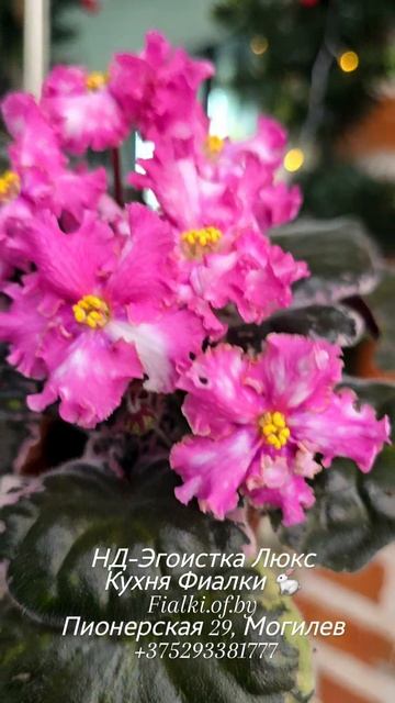 🐇🍒🍒НД-Эгоистка Люкс сегодня в нашей студии. Скоро порадует нас первым презентационным цветением