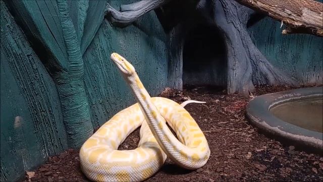 Тигровые питоны поглядывают на меня 04.12.2025