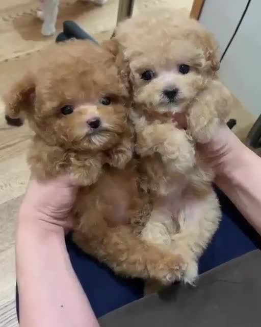 #adorablecat #kittenstagram #смешныемоменты #whiskers #вирусныешутки #комедия #шутка #друзьяприка...