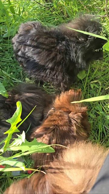 Очень много шпицев. #собаки #животные #шпицы