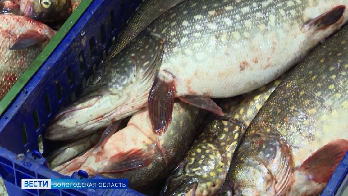 Лимиты на добычу некоторых видов рыб установлены для вологодских предприятий