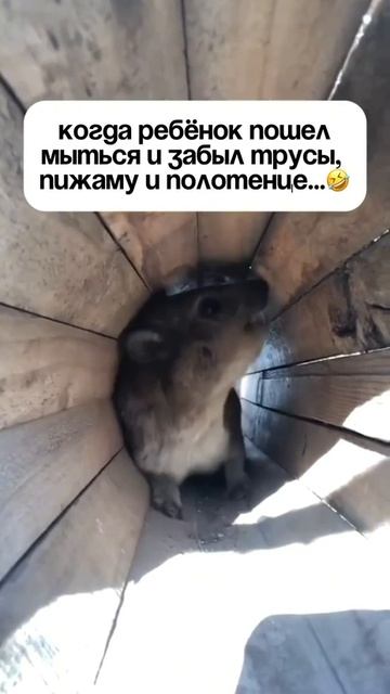 Немного отвлечемся от новостей весёлым и жизненным видосиком 😂