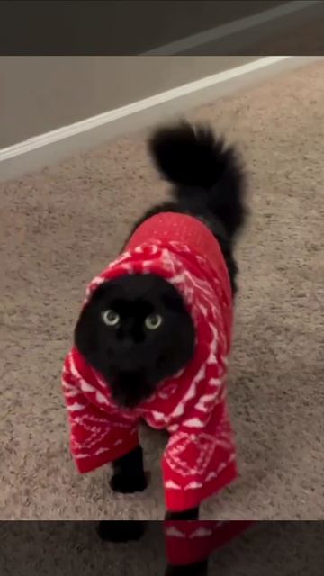 Когда мама купила тебе новую кофту и теперь ты устраиваешь папе показ мод☺️