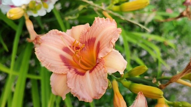 Цветочное лето на даче.