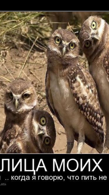 Королевич..!😆