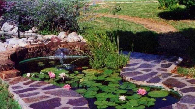 Дачные премудрости ! (13)