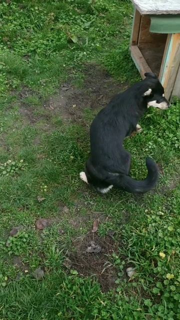 #кто главный#собаки#жизнь животных#