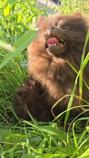 С шпицами на участке  #шпиц #собака #животные