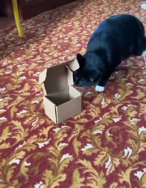 Да помещусь я в любую коробочку😉😻