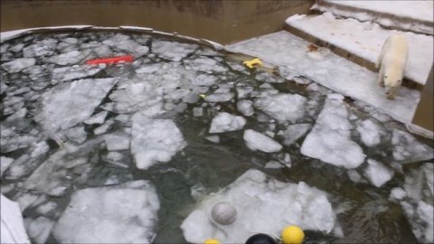 Вот и Белка прыгнула в воду, а Стрелка выскочила, но потом присоединилась к сестре 04.12.2025