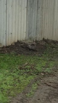 Кого только не встретишь по дороге на работу! 6 декабря 2025 г.