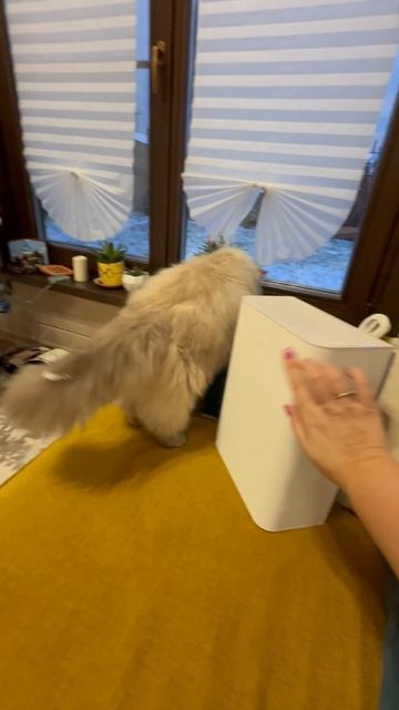 У кота триггер 🙀🙀 он очень зол 🤬🤬🤬 кота триггерят птичьи голоса 🤬