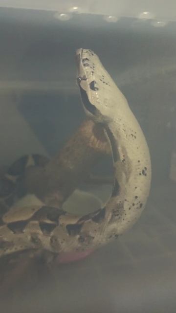 Удав Ноника зевнула! 6 декабря 2025 г.