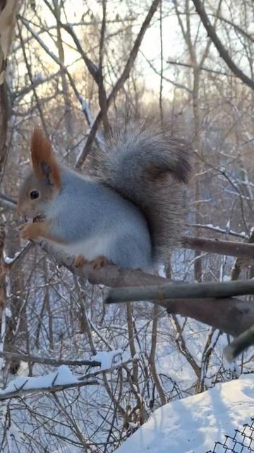 Доброе утро! Кушаем орешки) 🥰