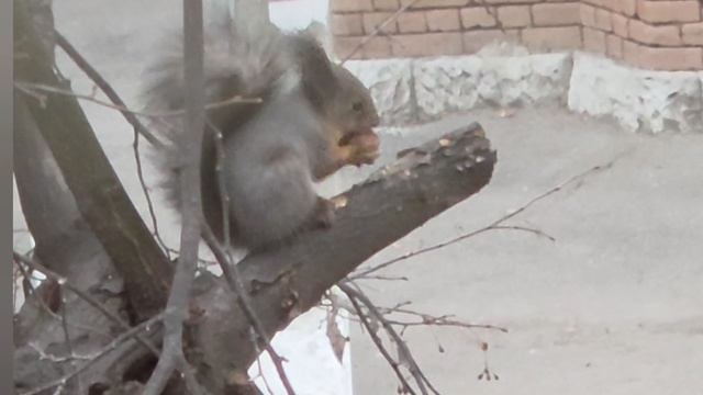 Приходила белка.декабрь2025