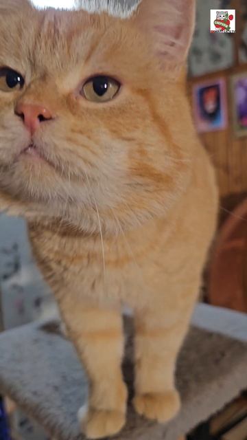 Большой Рыжуля обучает маленького Рыжулю-Прыжулю прыгать через бумагу 🌜😻☝️📃🐈