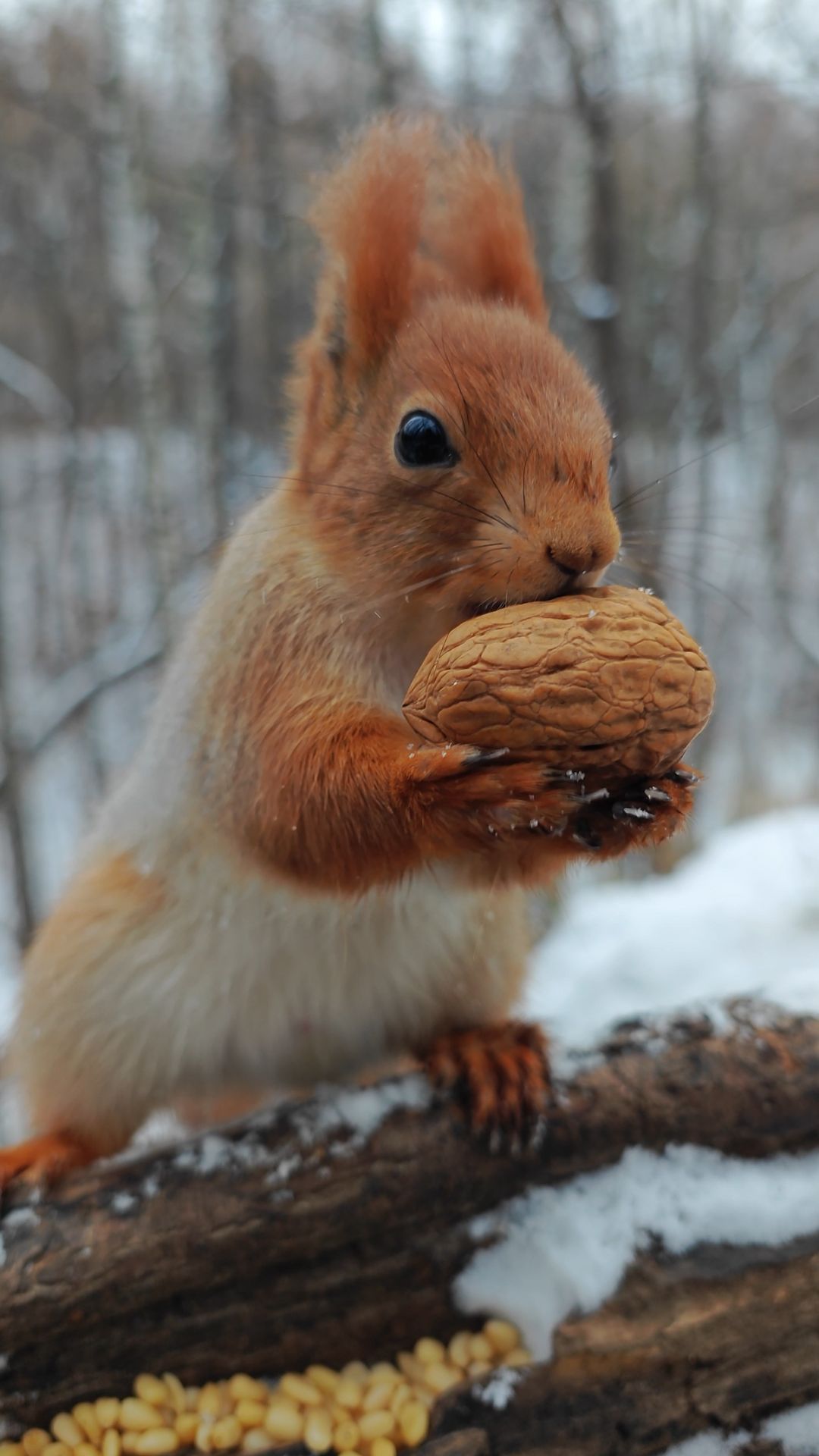После морковки орешек