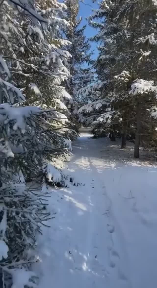 Увельский лесхоз. Автор видео И.Ромашенко