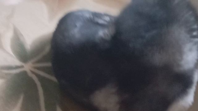 Annat что нужно для появления щенка