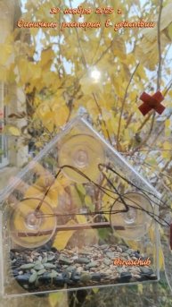 30 ноября 2025 г. Синичкин ресторан в действии #ялта #синичка #кормушкадляптиц