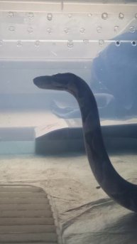 Любопытный Норман. 7 декабря 2025 г.