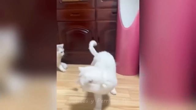 Смешные котики