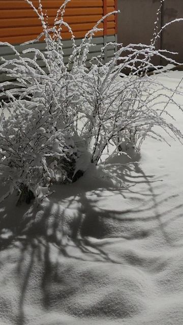 Снег на кустах