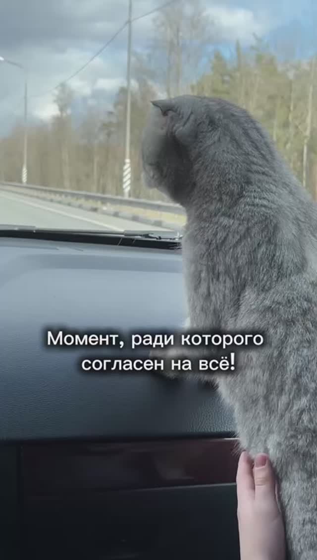 Готов терпеть переноску и дорогу😻